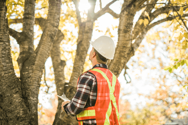Field worker in safety gear reviewing notes while inspecting trees in a wooded area